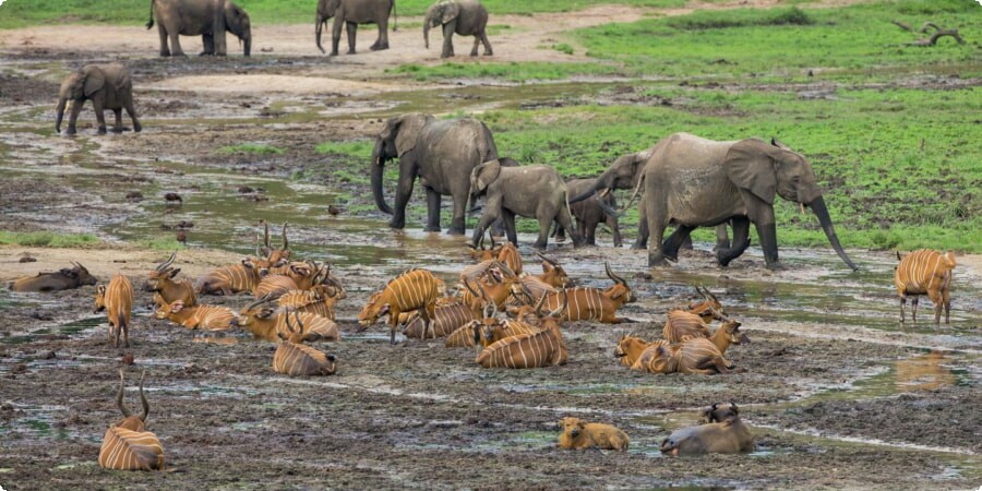 Cameroon's Unique Destinations