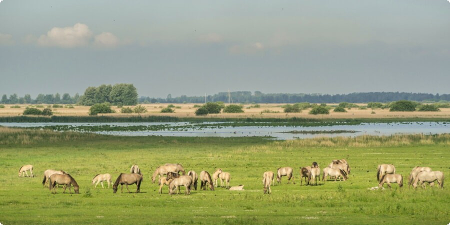 What to Explore in Groningen